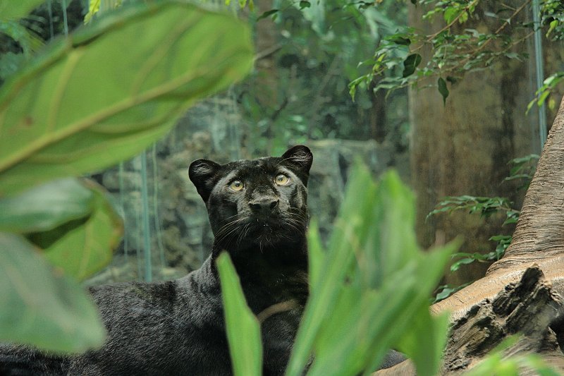 Blackpanther - 25.jpg